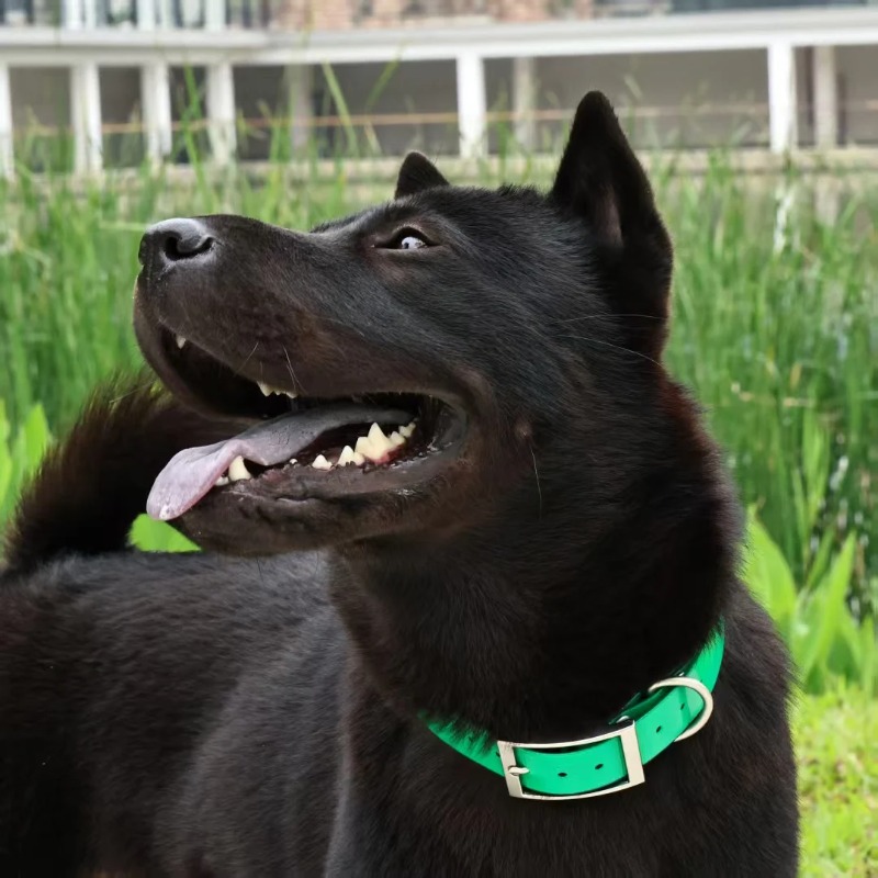 Kalung Anjing TPU Kuat Lebar 2 - Hunting Dog Outdoor ulasan dan harga